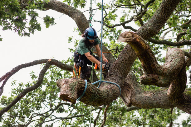 How Our Tree Care Process Works  in  Baltic, CT