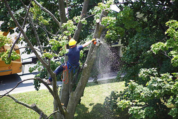 Reliable Baltic, CT Tree Care Solutions